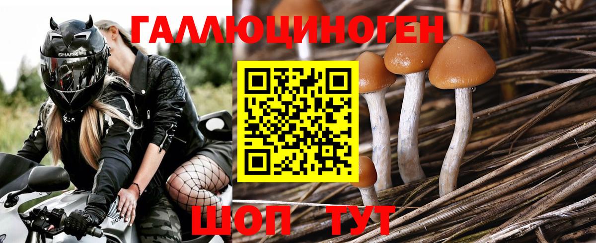 Псилоцибиновые грибы Psilocybe Мичуринск